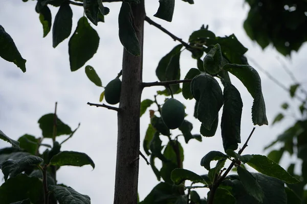 Колонная Слива Prunus Domestica Imperial Незрелыми Фруктами Растет Июле Чернослив — стоковое фото