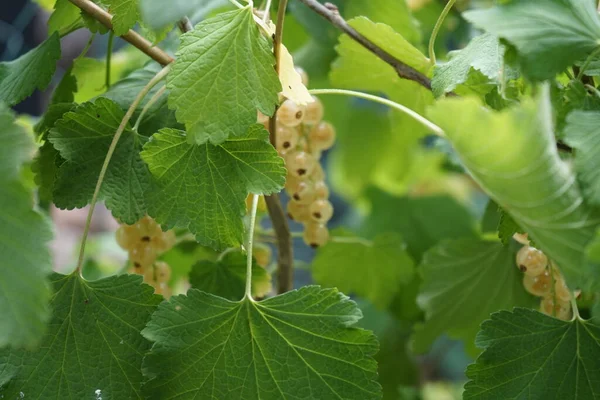 Ribes Rubrum Witte Parel Temmuz Böğürtlenlerle Yetişir Frenk Üzümü Ribes — Stok fotoğraf
