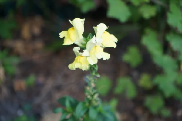 Antirrhinum Majus Blooms Yellow July Garden Antirrhinum Majus Common Snapdragon — Stock Photo, Image
