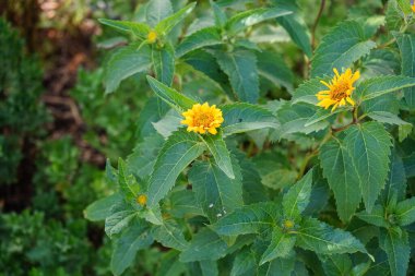 Heliopsis helianthoidleri temmuzda sarı çiçek açarlar. Heliopsis helianthoides, Asteraceae familyasından bir bitki türüdür. Berlin, Almanya 