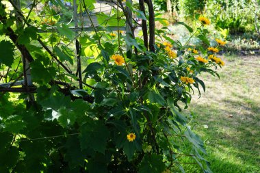 Heliopsis helianthoidleri temmuzda sarı çiçek açarlar. Heliopsis helianthoides, Asteraceae familyasından bir bitki türüdür. Berlin, Almanya 