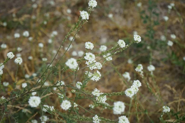 Berteroa Incanaは マスタード科ブラッシカ科の開花植物の種です 通称は ホーリー アリスム 英語版 Hoary Alyssum フォルス — ストック写真