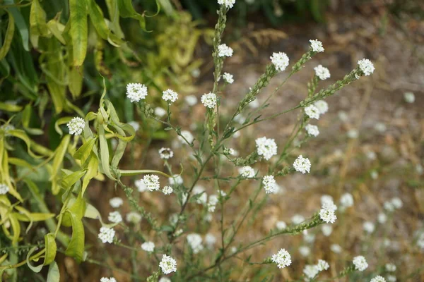 Berteroa Incanaは マスタード科ブラッシカ科の開花植物の種です 通称は ホーリー アリスム 英語版 Hoary Alyssum フォルス — ストック写真