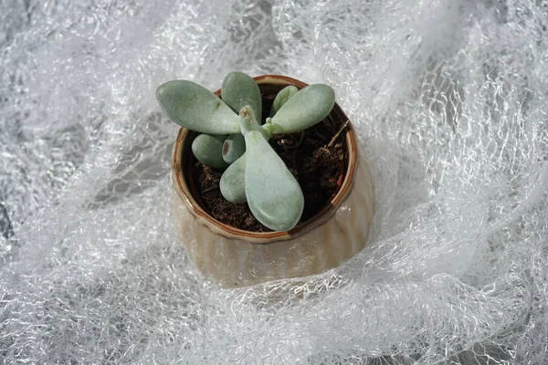7月に花鉢に小花を咲かせます パキプトム オビフェラム Pachphytum Ovferum サトウキビやムーンストーンの一種で パキプトム属の植物です ドイツ ベルリン — ストック写真