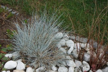 Temmuz ayında bahçede Festuca glauca ve Carex 'Bronz Yansıma' otları yetişir. Berlin, Almanya