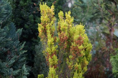 Çiçek açan Erica Arborea temmuz ayında bahçede yetişir. Erica arborea ya da ağaç fundalığı (