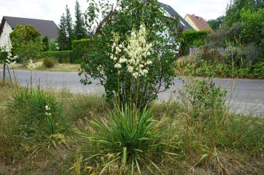 Yucca temmuzda beyaz çiçeklerle çiçek açar. Yucca, kuşkonmazgiller (Agavoideae) familyasından bir çalılık cinsidir. Berlin, Almanya 