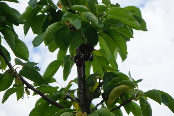 Júliusban Érik Meg Oszlopos Cseresznye Prunus Avium Sylvia Termése Prunus — Stock Fotó