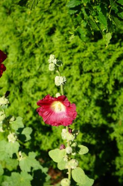 Kırmızı Alcea Rosea temmuzda çiçek açar. Alcea rosea, Malvaceae familyasından bir çiçek bitkisidir. Berlin, Almanya 