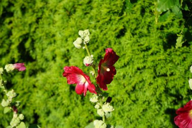 Kırmızı Alcea Rosea temmuzda çiçek açar. Alcea rosea, Malvaceae familyasından bir çiçek bitkisidir. Berlin, Almanya 