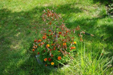 Tagetes patula Küçük Arı karışımı çiçekler temmuzda açar. Kadife çiçekleri (