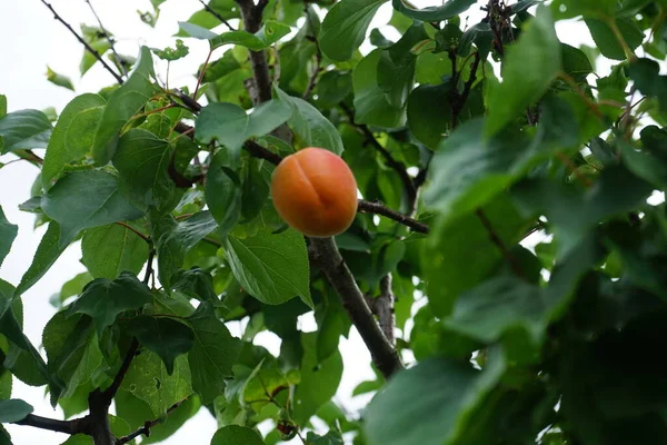 Спелые Плоды Абрикоса Висят Колонне Абрикоса Prunus Armeniaca Sweety Дерева — стоковое фото
