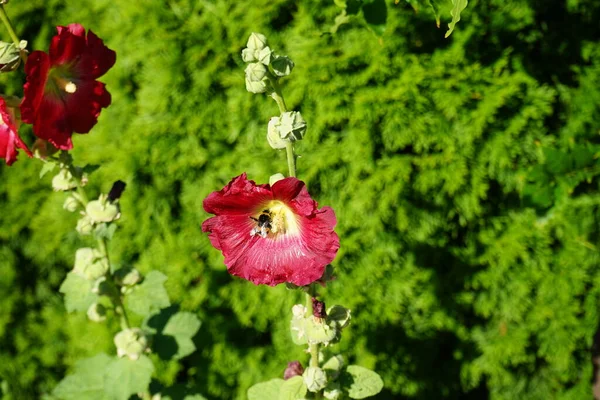 Balarısı Bombus Terrestris Temmuzda Kırmızı Bir Alcea Gül Çiçeğinin Üzerinde — Stok fotoğraf