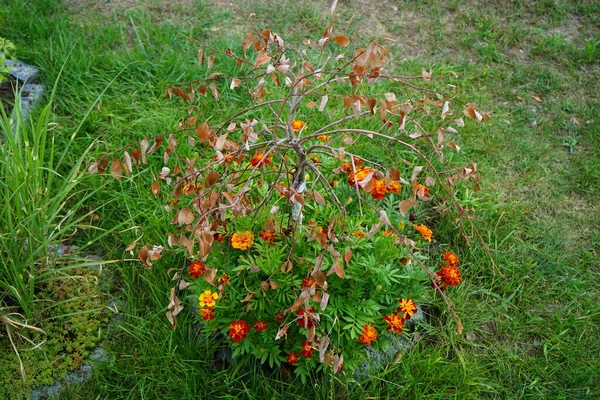 Tagetes Patula Mała Pszczoła Mieszanka Kwiaty Kwitną Lipcu Tagetes Marigolds — Zdjęcie stockowe