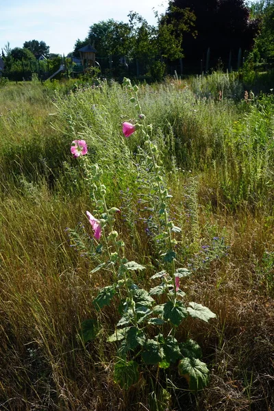 Pembe Alcea Rosea Temmuzda Çayırda Çiçek Açar Alcea Rosea Malvaceae Telifsiz Stok Fotoğraflar