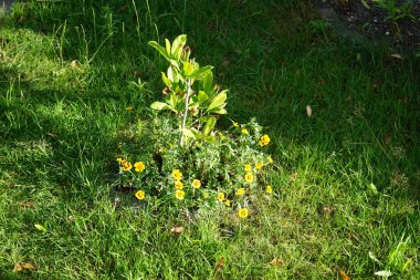 Tagetes patula 