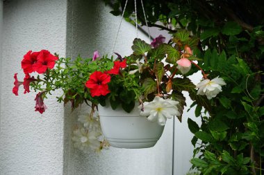 Kırmızı ve mor petunyalar, beyaz 'Aydınlatma Beyaz' begonyalarıyla birlikte Temmuz ayında bir asma kabında çiçek açarlar. Berlin, Almanya
