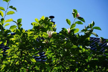Magnolia x soulangeana bahçede çiçek açar. Magnolia x soulangeana, M. denudata x M. liiflora, Magnolia familyasından bir manolya türüdür. Berlin, Almanya