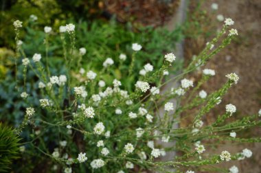 Berteroa incana, Brassicaceae familyasından bir bitki türü. Yaygın isimleri arasında ağarmış alyssum, sahte ağarmış mantar otu, ağarmış berteroa ve ağarmış Alison sayılabilir. Berlin, Almanya 