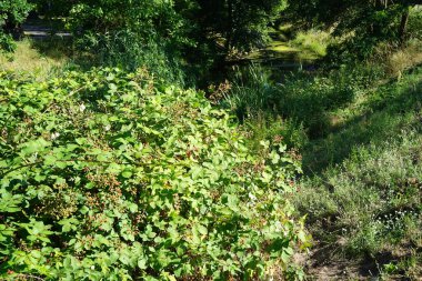 Blackberry, Rubus fruticosus, Temmuz 'da olgunlaşır. Rubus fruticosus, gülgiller (Rubus) familyasından bir böğürtlen türü. Berlin, Almanya 