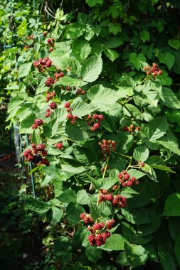 Blackberry, Rubus fruticosus, Temmuz 'da olgunlaşır. Rubus fruticosus, gülgiller (Rubus) familyasından bir böğürtlen türü. Berlin, Almanya 