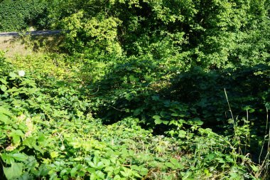 Blackberry, Rubus fruticosus, Temmuz 'da olgunlaşır. Rubus fruticosus, gülgiller (Rubus) familyasından bir böğürtlen türü. Berlin, Almanya 