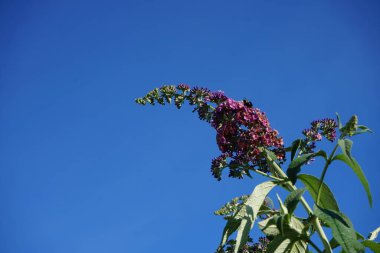 Balarısı Bombası terası Temmuz 'da Buddleja Daviddii 