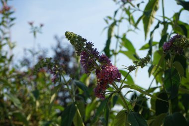 Buddleja davidii 'Çiçek Gücü' Temmuz 'da çiçek açar. Buddleja davidii ya da Buddleia davidii, Scrophulariaceae familyasından bir bitki türü. Berlin, Almanya 