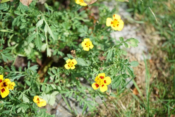 월에는 Marietta 이름의 Tagetes Marigold 다년생 속으로 대부분 테라과에 식물이다 — 스톡 사진