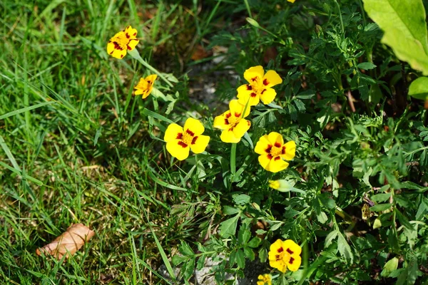Цветы Тагетес Патула Мармелад Цветут Июле Tagetes Marigolds Является Родом — стоковое фото
