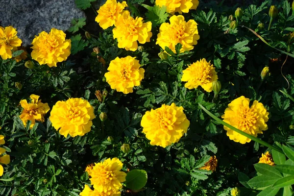 월에는 Tagetes Marigold 다년생 속으로 대부분 테라과에 식물이다 베를린 — 스톡 사진