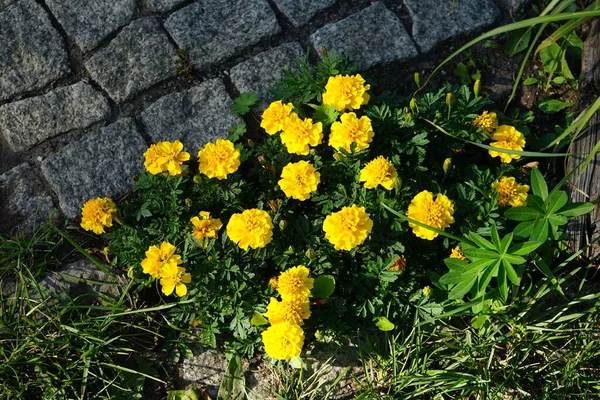 7月にタゲットパトゥラ 小柄ゲブ の花を咲かせます タゲテス Tagetes Marigolds 主にアスタリスク科の草本植物で 年間または多年生の属である ドイツ ベルリン — ストック写真