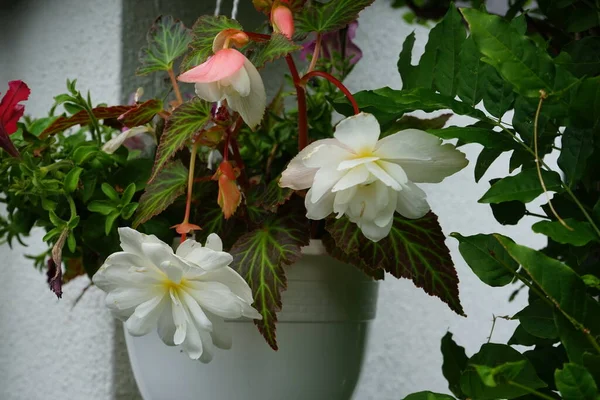 stock image Red and purple petunias, along with white 'Illumination White' begonias, bloom in a hanging pot in July. Berlin, Germany