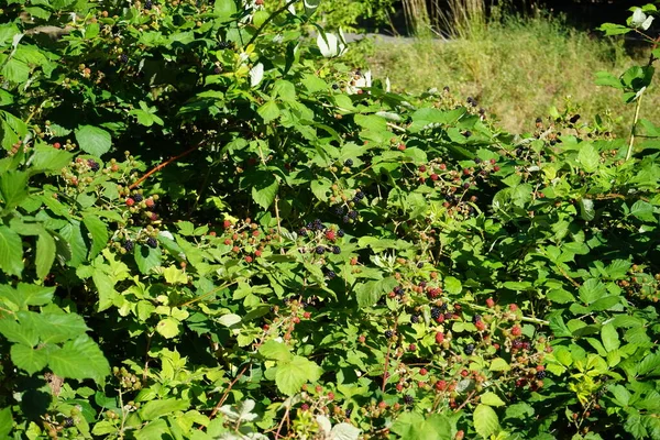 Las Moras Rubus Fruticosus Maduran Julio Rubus Fruticosus Nombre Ambiguo —  Fotos de Stock