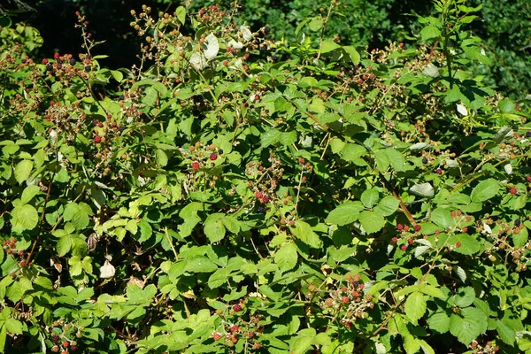Las Moras Rubus Fruticosus Maduran Julio Rubus Fruticosus Nombre Ambiguo —  Fotos de Stock