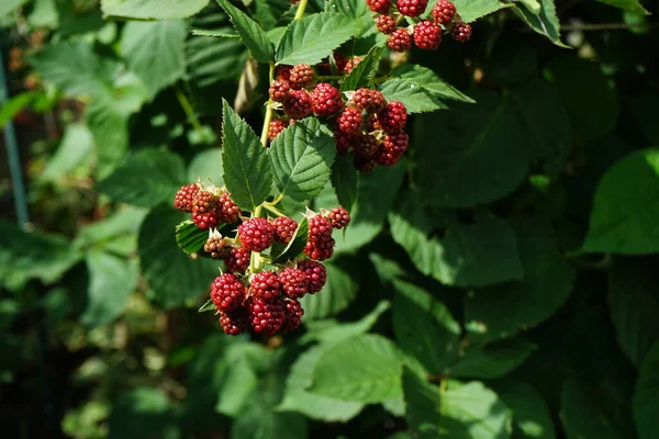 Blackberry, Rubus fruticosus, Temmuz 'da olgunlaşır. Rubus fruticosus, gülgiller (Rubus) familyasından bir böğürtlen türü. Berlin, Almanya 