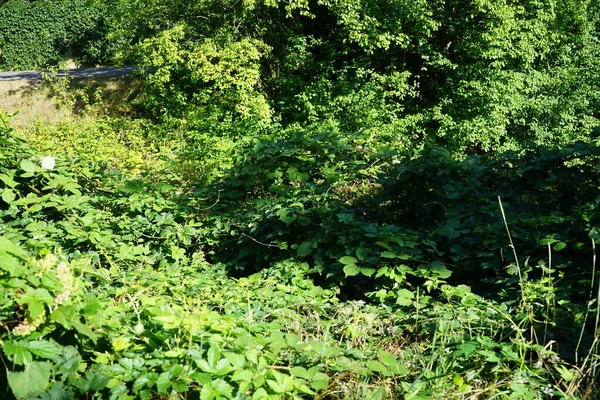 Blackberry, Rubus fruticosus, Temmuz 'da olgunlaşır. Rubus fruticosus, gülgiller (Rubus) familyasından bir böğürtlen türü. Berlin, Almanya 