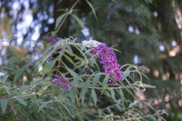 7月にはBuddleja Davidii 南方紫 が咲きます Buddleja Davidii Buddleia Davidii 夏ライラック 蝶ブッシュ — ストック写真