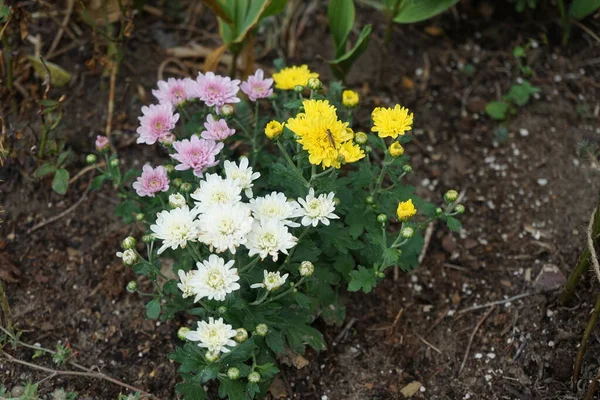 Насекомое Sylvicola Fenestralis Сидит Желтом Цветке Chrysanthemum Grandiflorum Июле Sylvicola — стоковое фото