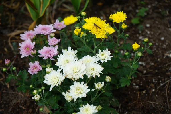 Насекомое Sylvicola Fenestralis Сидит Желтом Цветке Chrysanthemum Grandiflorum Июле Sylvicola — стоковое фото