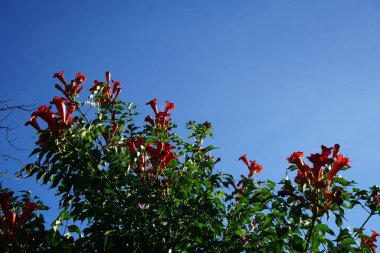 Kampüs radyanları temmuzda çiçek açar. Kamp radyanları, trompet asması, trompet sarmaşığı, trompet sarmaşığı, inek sarmaşığı veya sinekkuşu sarmaşığı, Bignoniaceae familyasından bir bitki türüdür. Berlin, Almanya