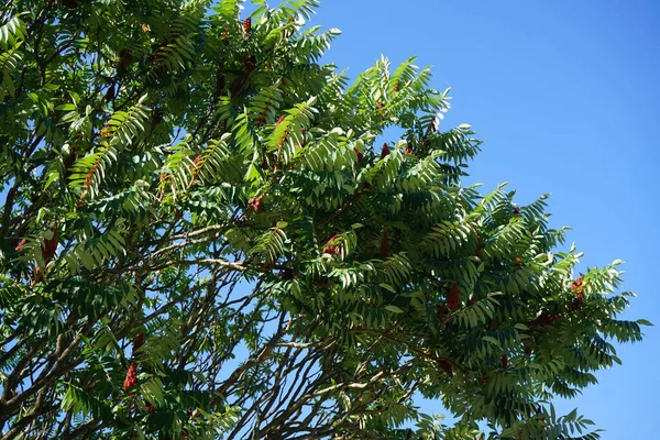 タイフィーナは7月に成長する スタングルーンのサマルであるルス タイフィーナは 家族のアナコルディア科の植物の種である ベルリン ドイツ — ストック写真