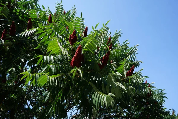 stock image Rhus typhina grows in July. Rhus typhina, the staghorn sumac, is a species of flowering plant in the family Anacardiaceae. Berlin, Germany 