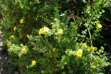 Sarı Potentilla fruticosa temmuzda bahçede çiçek açar. Potentilla, Rosaceae familyasından bir bitki türü. Berlin, Almanya 