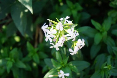 Saponaria officinalis temmuzda çiçek açar. Saponaria officinalis, Caryophyllaceae familyasından uzun ömürlü bir bitki türü. Berlin, Almanya 