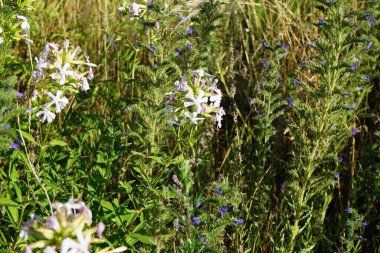 Saponaria officinalis temmuzda çiçek açar. Saponaria officinalis, Caryophyllaceae familyasından uzun ömürlü bir bitki türü. Berlin, Almanya 