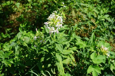 Saponaria officinalis temmuzda çiçek açar. Saponaria officinalis, Caryophyllaceae familyasından uzun ömürlü bir bitki türü. Berlin, Almanya