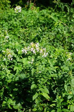 Saponaria officinalis temmuzda çiçek açar. Saponaria officinalis, Caryophyllaceae familyasından uzun ömürlü bir bitki türü. Berlin, Almanya