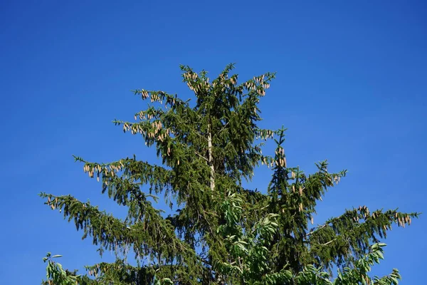 The tip of Picea abies is with branches with cones in July. Picea abies, the Norway spruce or European spruce, is a species of spruce. Berlin, Germany