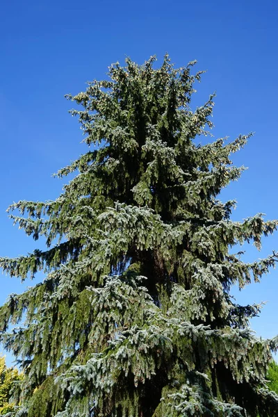 7월에 매실린이 자랍니다 Picea 일컬어 콜로라도 콜로라도 가루는 나무의 종이다 — 스톡 사진